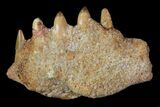 Cretaceous Fish (Stromerichthys) Jaw Section - Kem Kem Beds #81329-1